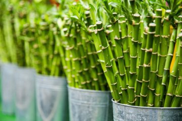 Proč vybrat Bamboo Czech?